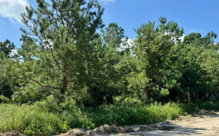 Naturally Wooded Land for Sale in Jennings, FL - 5.8 Acres