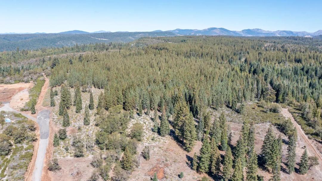 High Sierra Forest