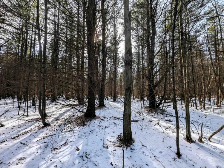 114 acres Hunting Land and Recreational Land in Corning NY Markle Hollow Rd