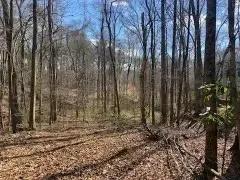 Turkey Creek Lots Pic 2