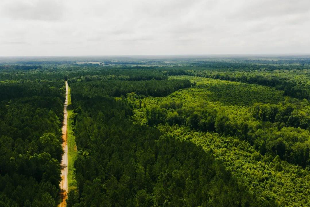 149 Acres in Newton County, MS 