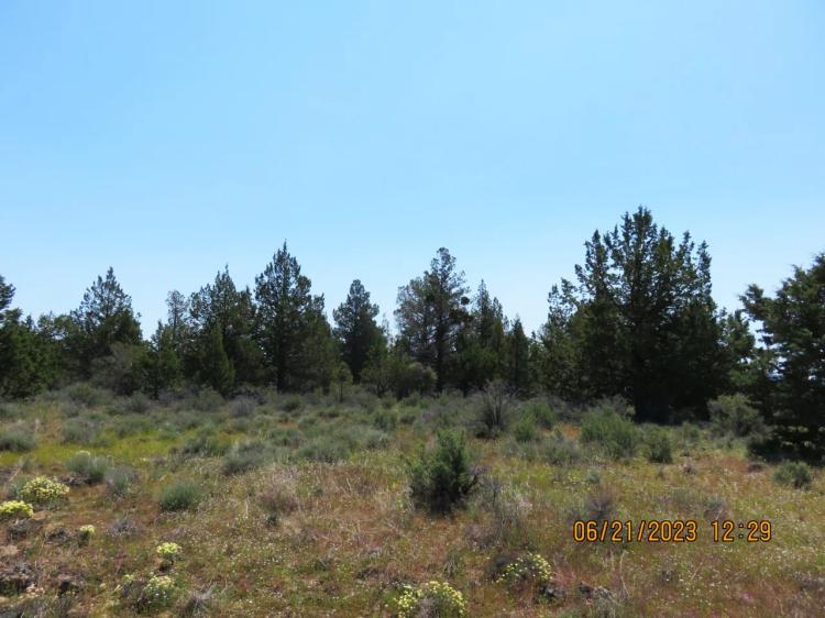 5 acres off the Beaten path - Star filled night skies- Small knoll with trees