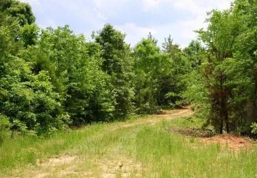 7.01 Acre Bluebird Ranch