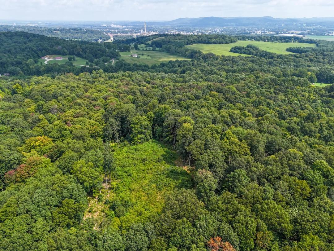 Patton Hill Hunting Property with Potential Build Site