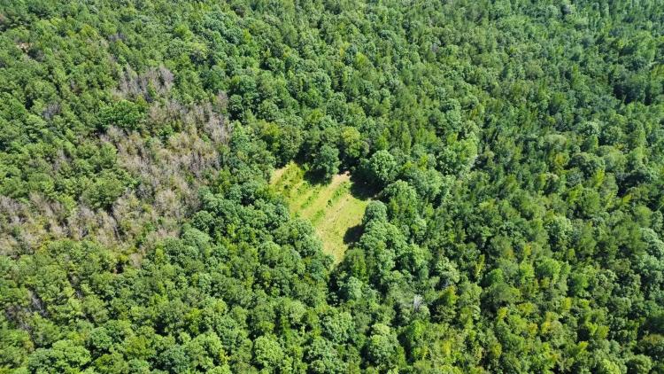 40 +/- Acres in Tuscaloosa County
