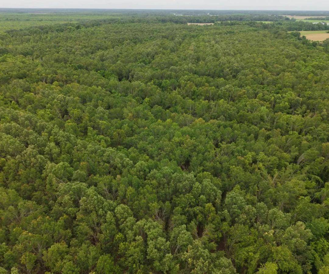 181.48 Acres in Richland Parish in Delhi, LA