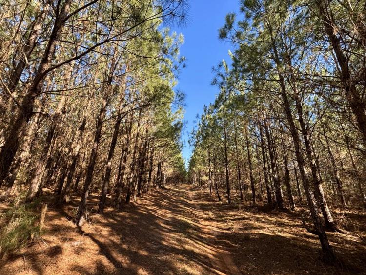 206.00 Acres at 0 Whitehill Road