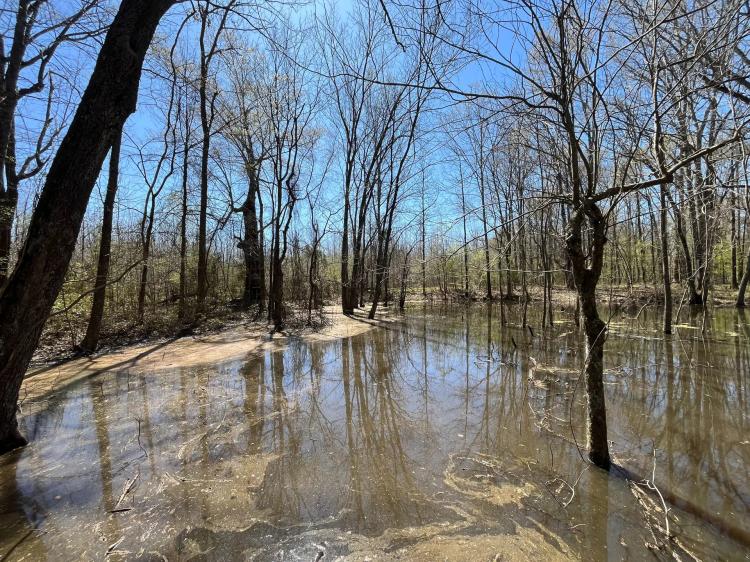 29 Acres in Jackson Parish, LA 