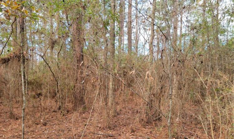 2.9 Acre Lot in Pike County in Summit, MS