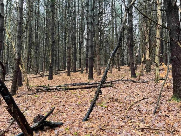 25 acres Hunting Land and Recreational Land in Newark Valley NY Dalton Hill Road