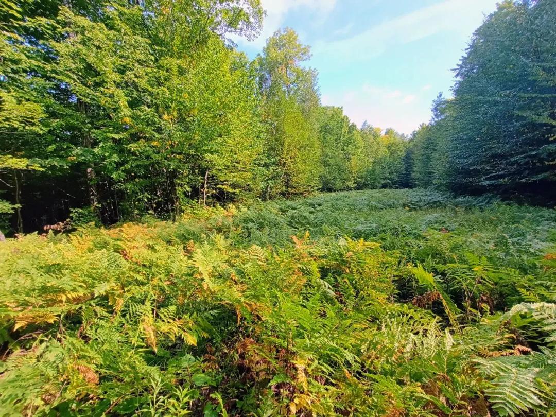 283 Acres of Hunting Land in Iron County, WI for Sale