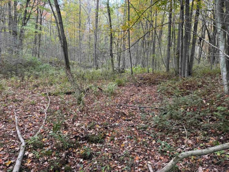 5 acre Building Lot and Hunting Land across from State Land in Gerry NY Herrick Rd