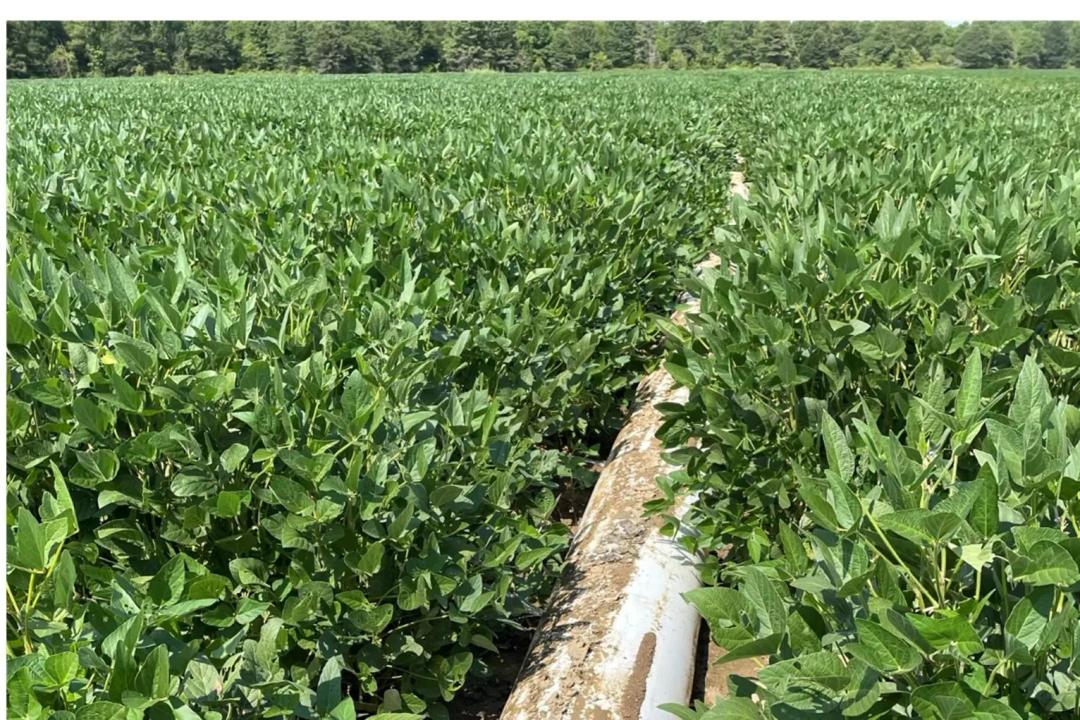 600 Acres in Sharkey County in Rolling Fork, MS