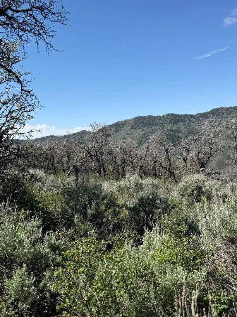 35+ Acres- Available to Purchase with Neighboring Parcel 6