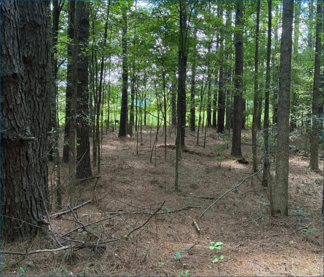 8.4 Acres in Choctaw County in Ackerman, MS