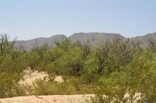 Texas, Hudspeth County, 20 Acres