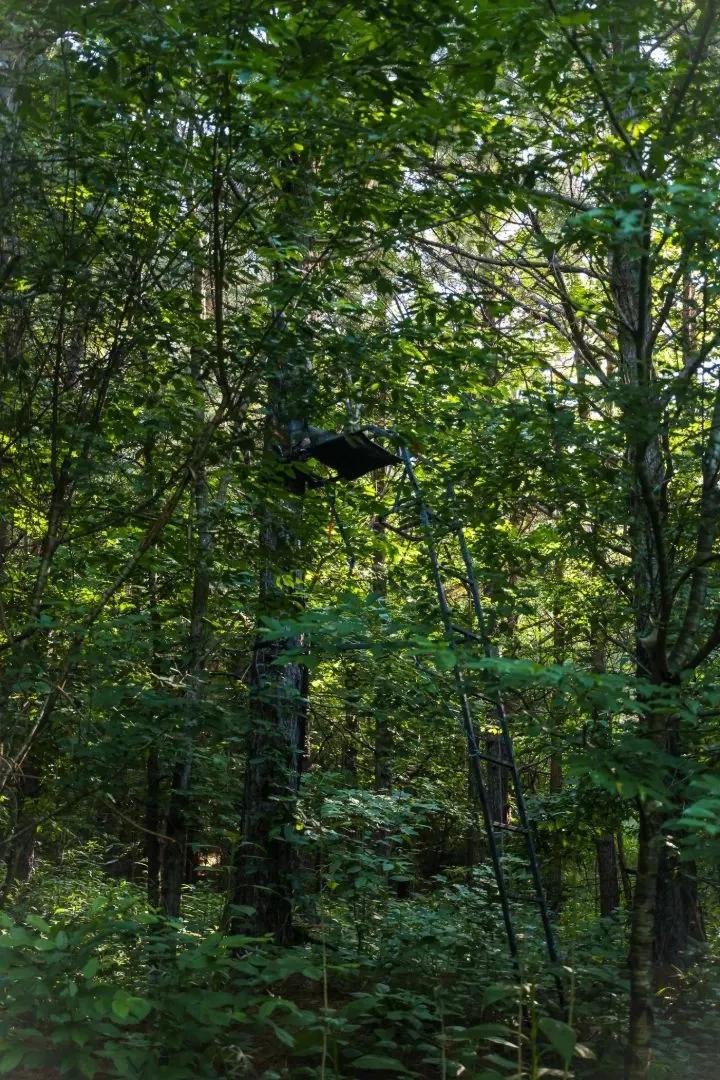 1,379 Acres in Decatur County, TN 