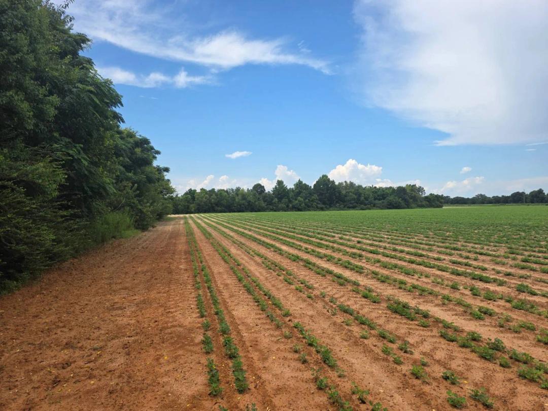 20± Acres | Row Crop Farm, Pond &amp; Homesite Potential | Cottondal