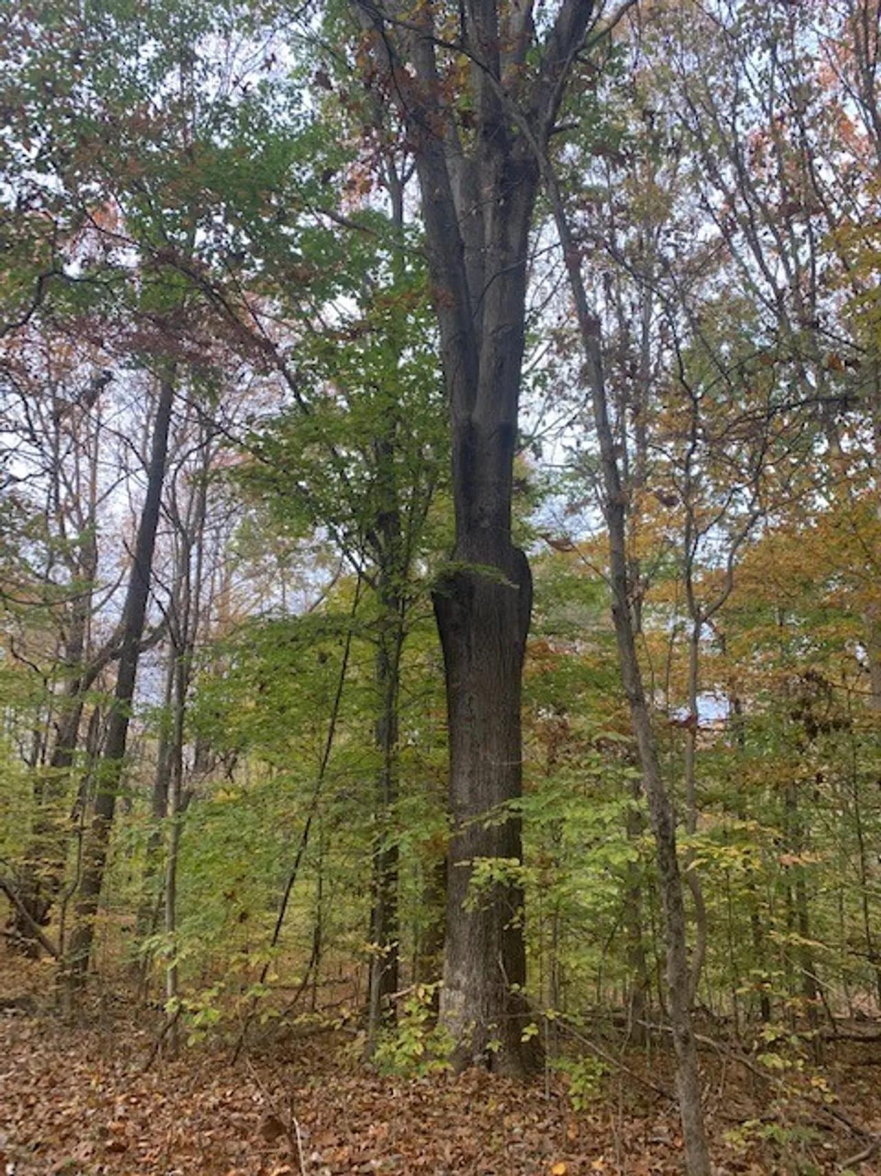 34062969-53