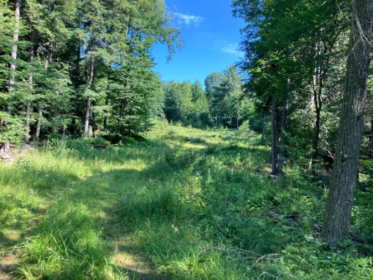 235 acres Hunting and Recreational Land in Davenport NY Delaware County Highway 11 near Oneonta
