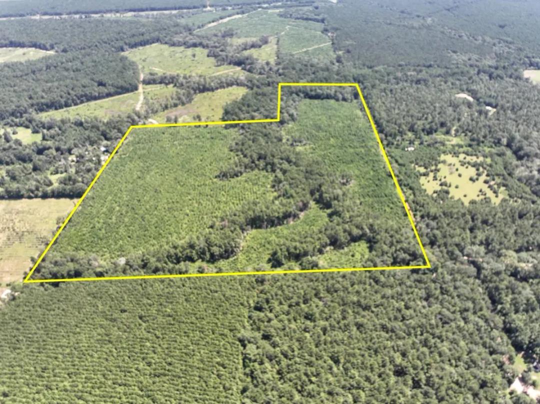 61 Acres | Tree Monkey Road | T-2 | 287025