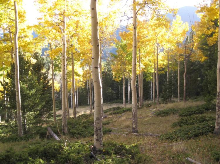Forbes Park 2.5 acres