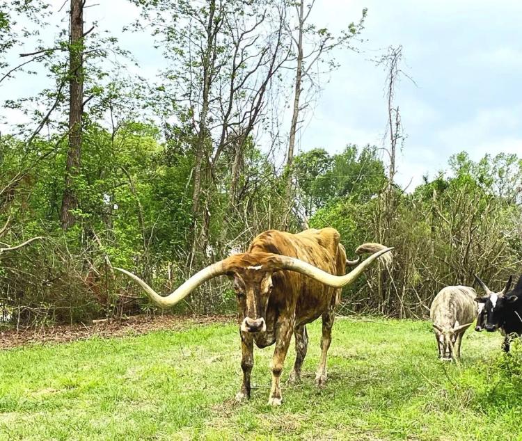 35 Acres in Holmes County at 9767 Rosebank Mount Olive Road in Lexington, MS