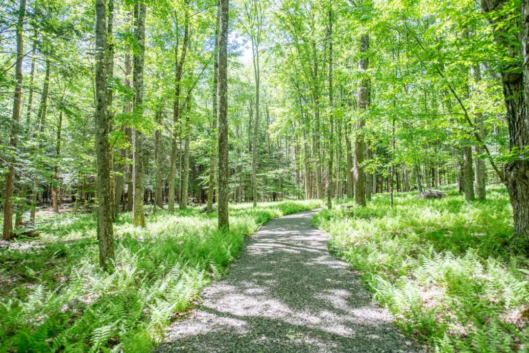 Building lot with Driveway, buried electric service in place