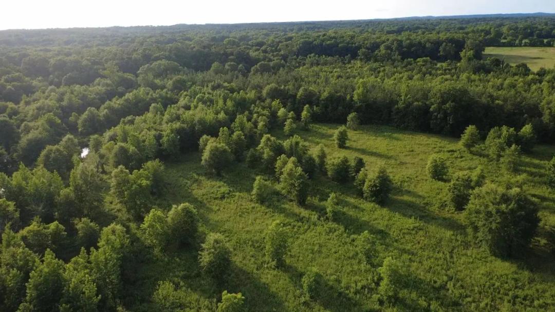 20 Acres of Premier River Bottom Hunting, Recreational & Investment Property