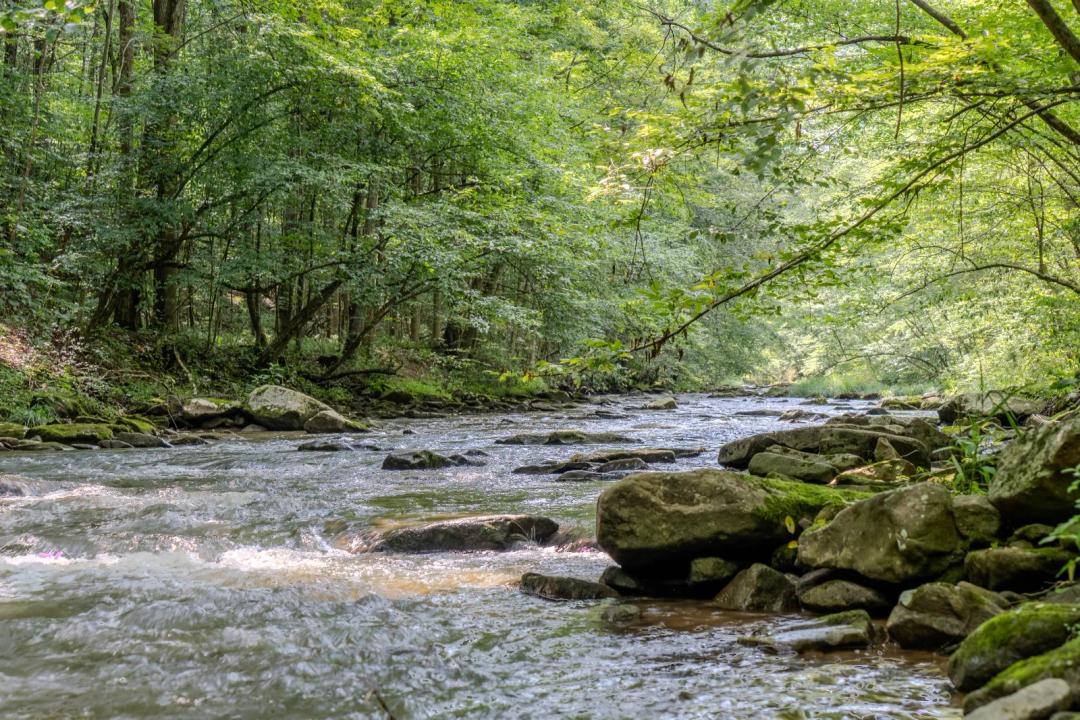 A Mile of Stocked Trout Water on Four Mile Run