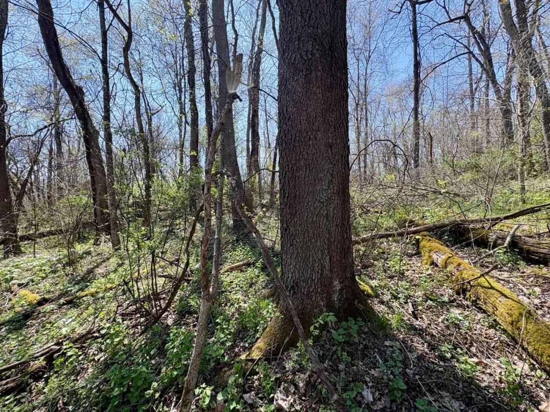 Driftwood Rd., Washington County - 50 +/- Acres