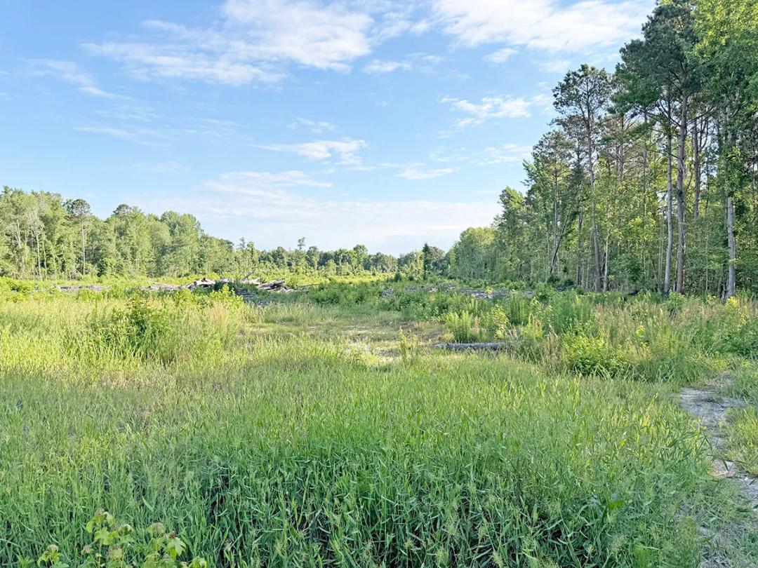 21.00 Acres at 0 McCall's Millpond Rd