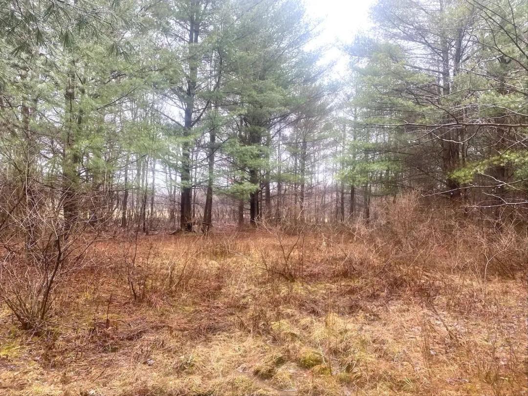 4.5 acres Recreational Land and Building Lot in Fillmore NY 10138 Schuknecht Rd