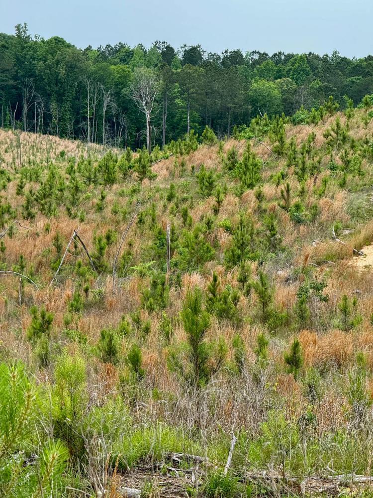 118 Acres in WInston County, MS 