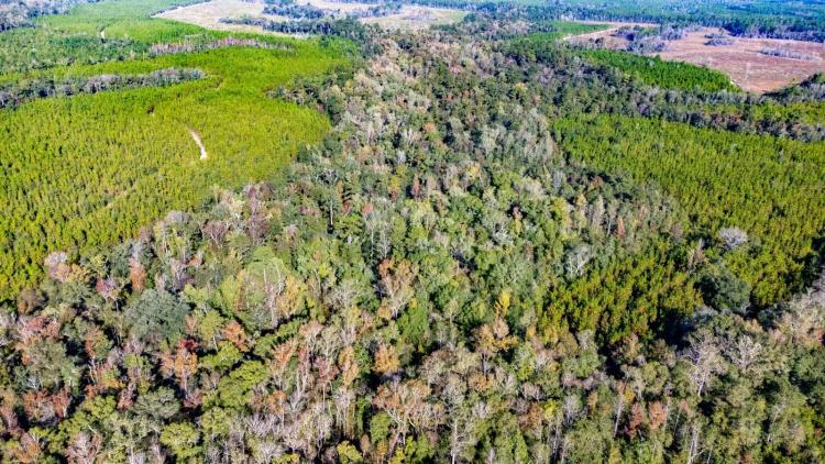 480 Ac Blue Creek Central Rec Timber Investment - Liberty Co. FL