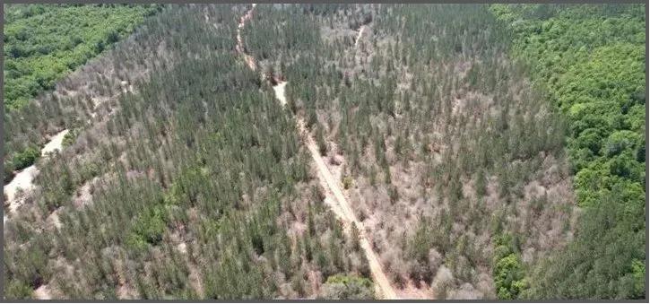 80 Acres in Jasper & Clarke County in Vossburg, MS 