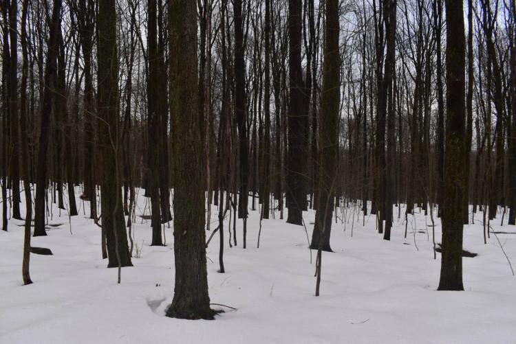 Wooded property adjoining State Land