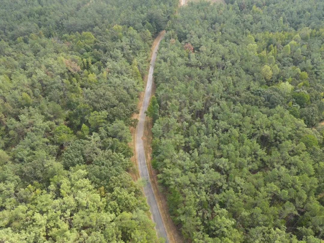 53 Acres in Tippah County, MS 