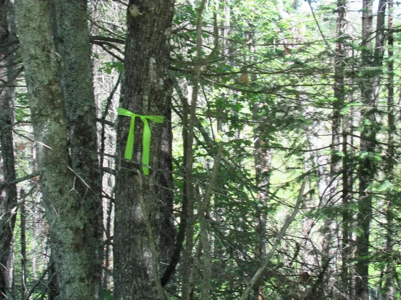 35455394-1