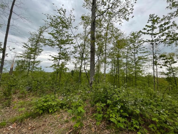 Premiere Hunting &amp; Home Site!
