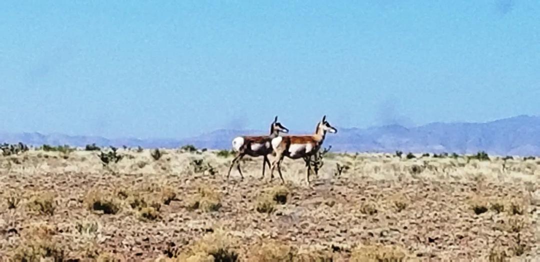 20 acres Central New Mexico Antelope Dry Wash on Property - Scenic