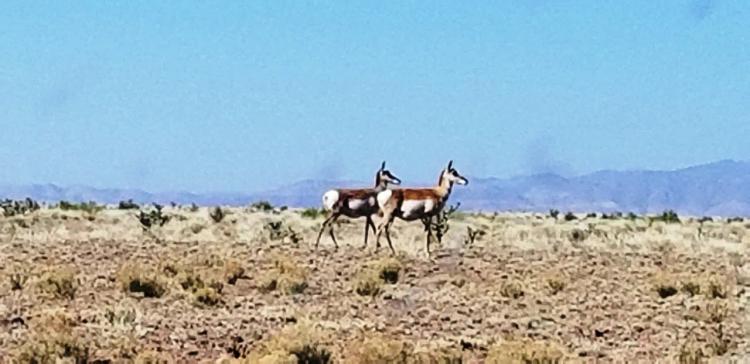 20 acres Central New Mexico Antelope Dry Wash on Property - Scenic