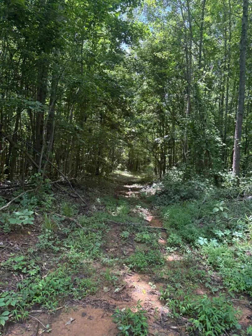 196 Acres Union County, MS 