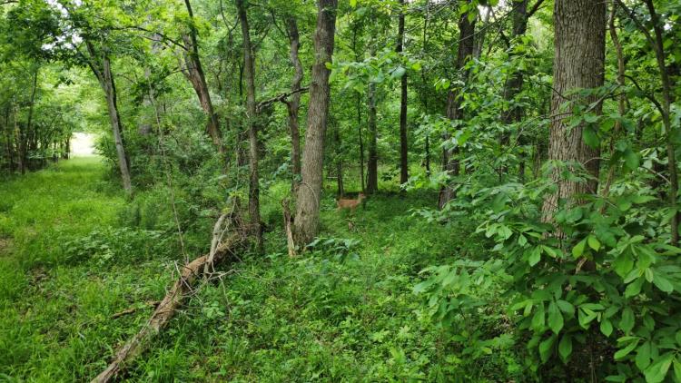 60 Wooded Acres- Excellent Hunting!!!