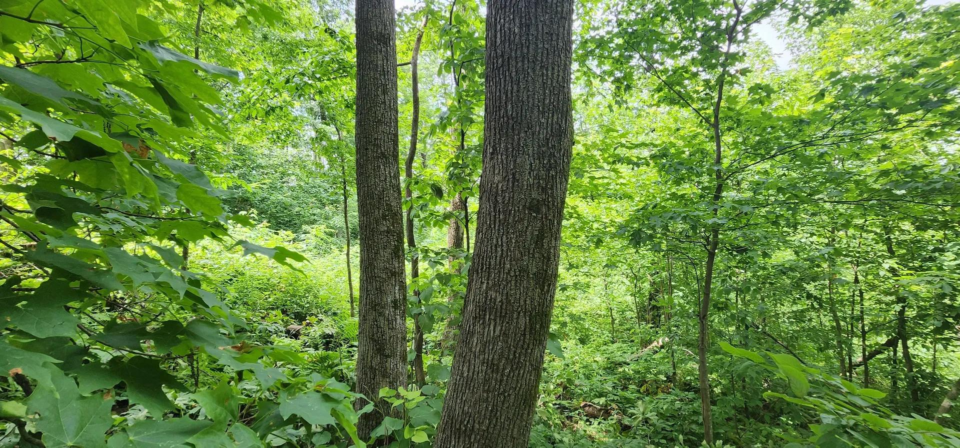 36017293-6