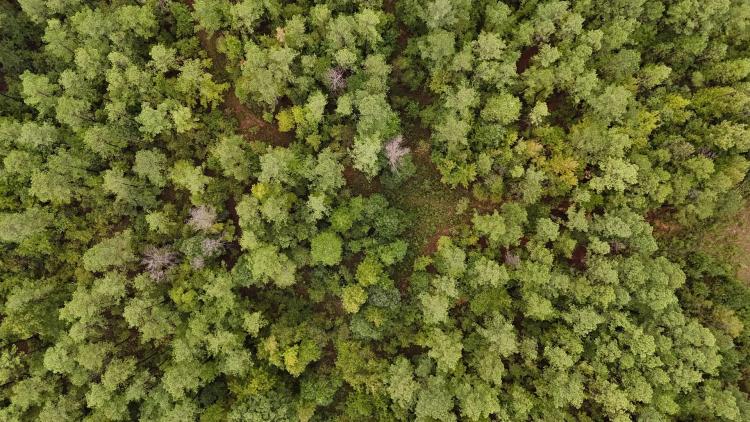67 Acres in Carroll County, MS