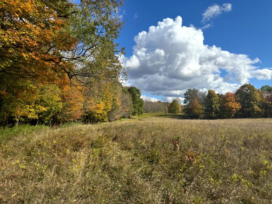 Trout Brook Woodlands