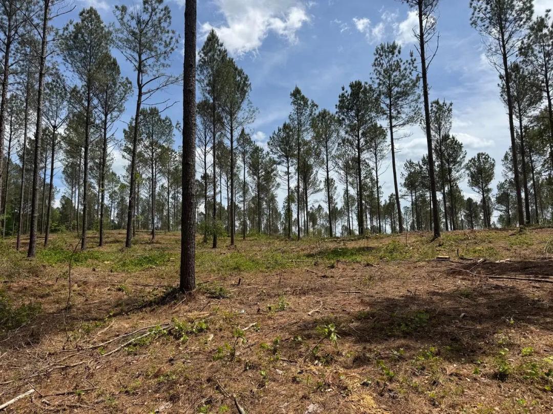 14+/- Acres- Elbert County, Georgia