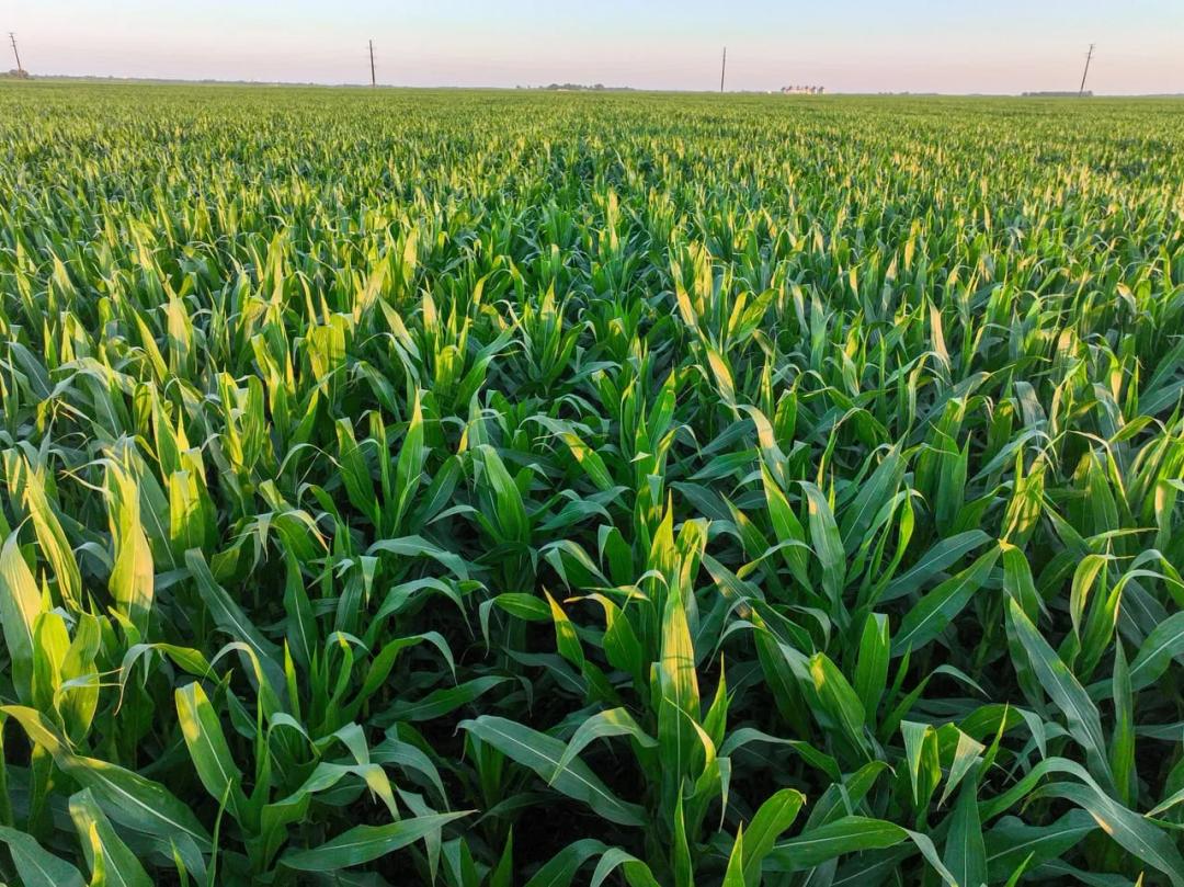 Listing #19246 - 160.00 acres in Brown County, SD