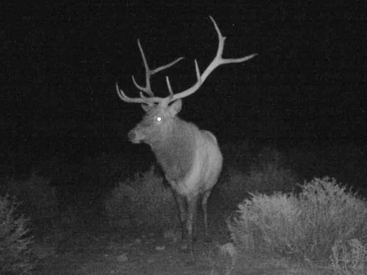 Sevilleta Hills Elk Ranch